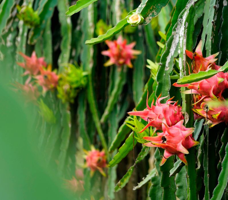 vuon thanh long binh thuan 2 1727191462